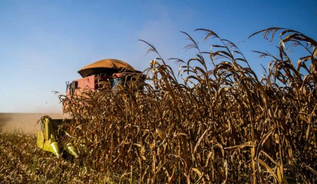 O governo de Santa Catarina, através do Programa Monitora Milho SC, detectou um aumento do surgimento de cigarrinhas-do-milho nas lavouras, entre os dias 15 de dezembro e 5 de janeiro. Segundo o levantamento, a média estadual é de 43 cigarrinhas por armadilha, e para os pesquisadores é um crescimento dentro do esperado