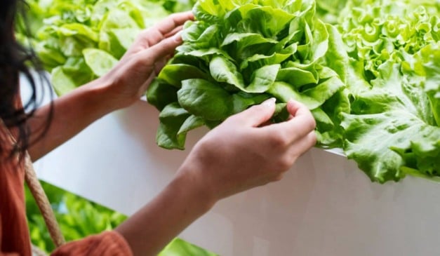 Maior produtor e consumidor de alface do país, o Estado de São Paulo colheu mais de 220 mil toneladas da hortaliça no ano passado. Ao todo, o valor da produção chegou a R$ 947 milhões. Os dados são do Instituto de Economia Agrícola (IEA), da Secretaria de Agricultura e Abastecimento (SAA).