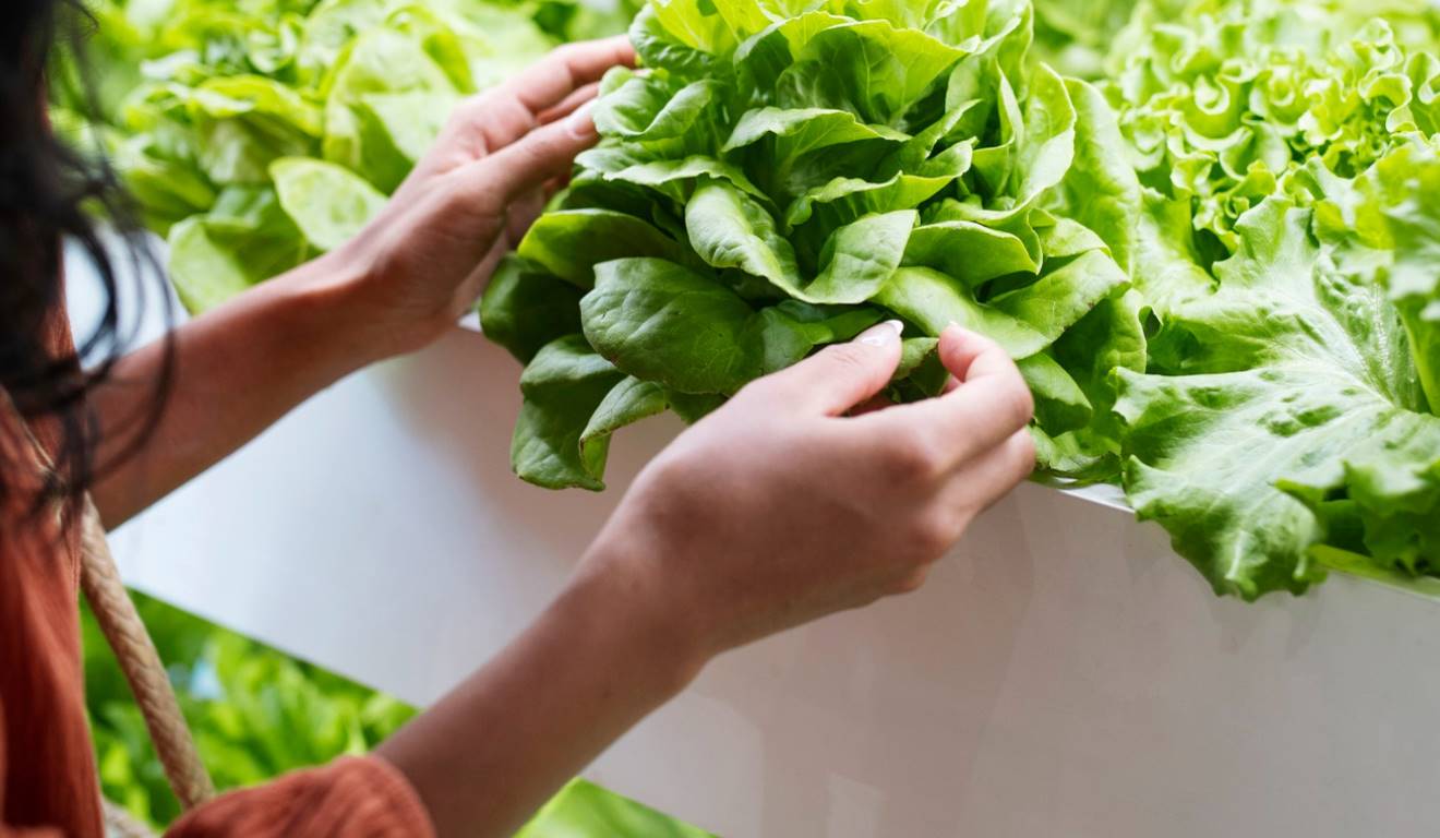 Maior produtor e consumidor de alface do país, o Estado de São Paulo colheu mais de 220 mil toneladas da hortaliça no ano passado. Ao todo, o valor da produção chegou a R$ 947 milhões. Os dados são do Instituto de Economia Agrícola (IEA), da Secretaria de Agricultura e Abastecimento (SAA). Maior produtor e consumidor de alface do país, o Estado de São Paulo colheu mais de 220 mil toneladas da hortaliça no ano passado. Ao todo, o valor da produção chegou a R$ 947 milhões. Os dados são do Instituto de Economia Agrícola (IEA), da Secretaria de Agricultura e Abastecimento (SAA).