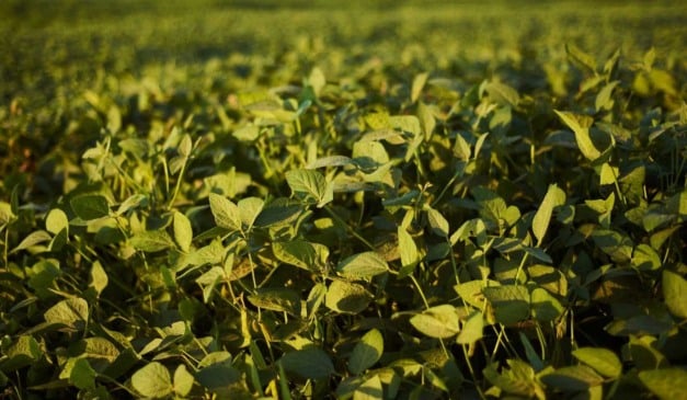 A Federação da Agricultura do Rio Grande do Sul (Farsul) solicitou à Secretaria da Agricultura do Estado do Rio Grande do Sul a prorrogação do Calendário de Semeadura do prazo de plantio da safra de verão. Atualmente previsto para encerrar em 28 de janeiro