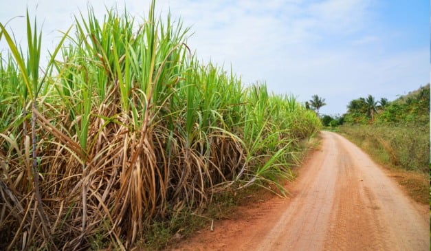 Descubra como o desenvolvimento radicular da cana-de-açúcar é impactado pela correção da acidez do solo para melhores resultados