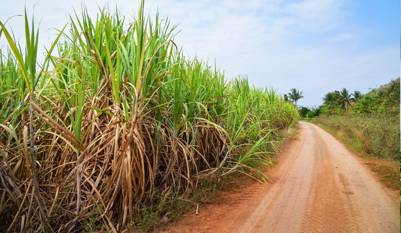 Descubra como o desenvolvimento radicular da cana-de-açúcar é impactado pela correção da acidez do solo para melhores resultados Descubra como o desenvolvimento radicular da cana-de-açúcar é impactado pela correção da acidez do solo para melhores resultados