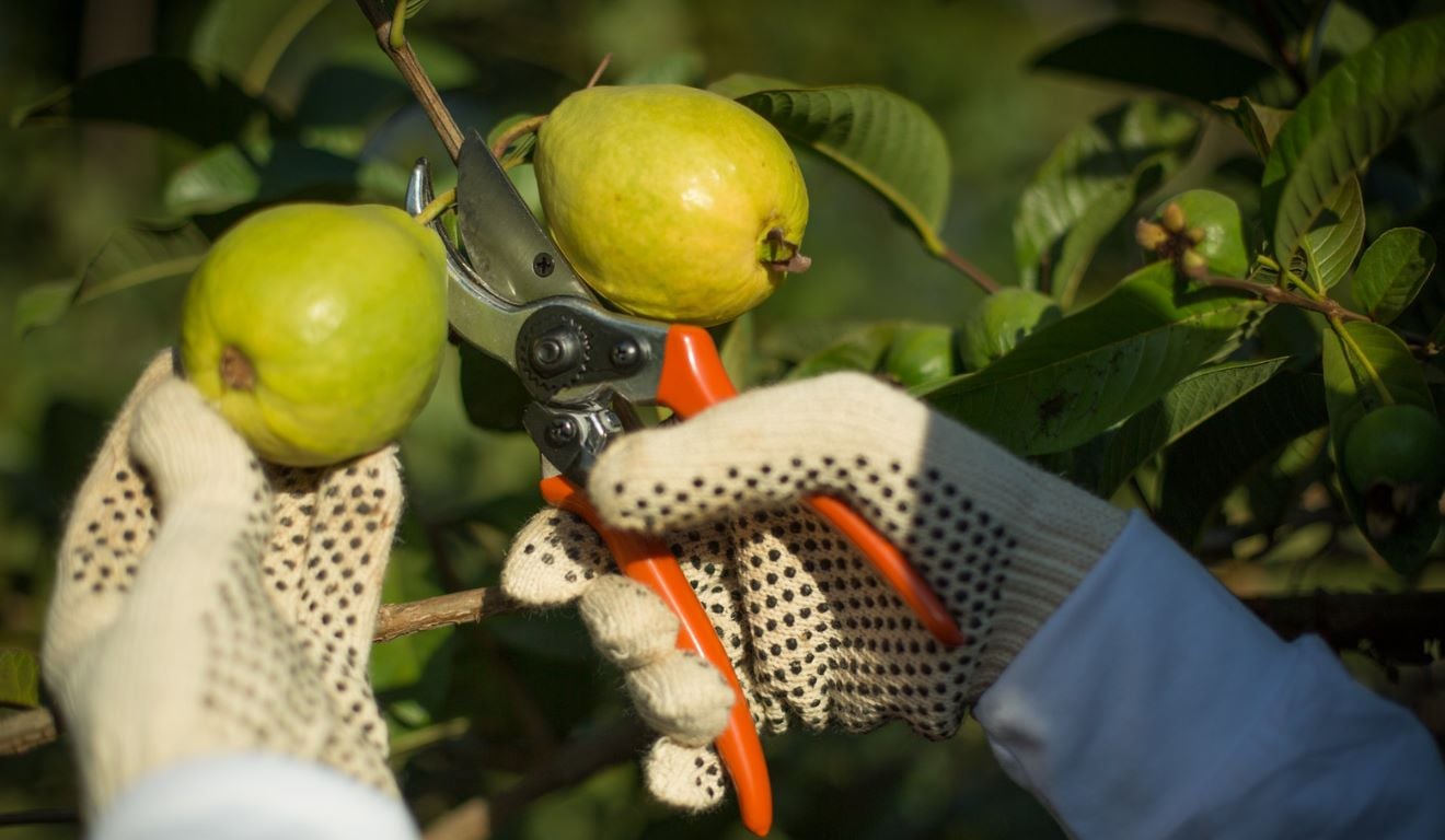 Pesquisadores da Embrapa desenvolveram uma nova técnica de tratamento com luz UV-C para combater a antracnose em goiabas, sem o uso de fungicidas. Os resultados da pesquisa foram publicados no artigo Sustainable and innovative postharvest management of anthracnose disease in guavas through modulated UV-C light treatment