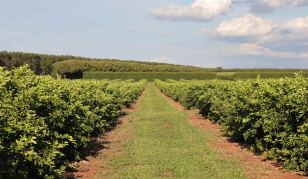 A Secretaria de Meio Ambiente, Desenvolvimento, Ciência, Tecnologia e Inovação (Semadesc) alerta que acaba amanhã (15) o prazo de entrega do Relatório de Vistoria e Monitoramento de Citricultura no Mato Grosso do Sul. Todo os agricultores ligados a produção de citros sul-mato-grossense devem preencher o documento para garantir a manutenção da defesa fitossanitária da cultura