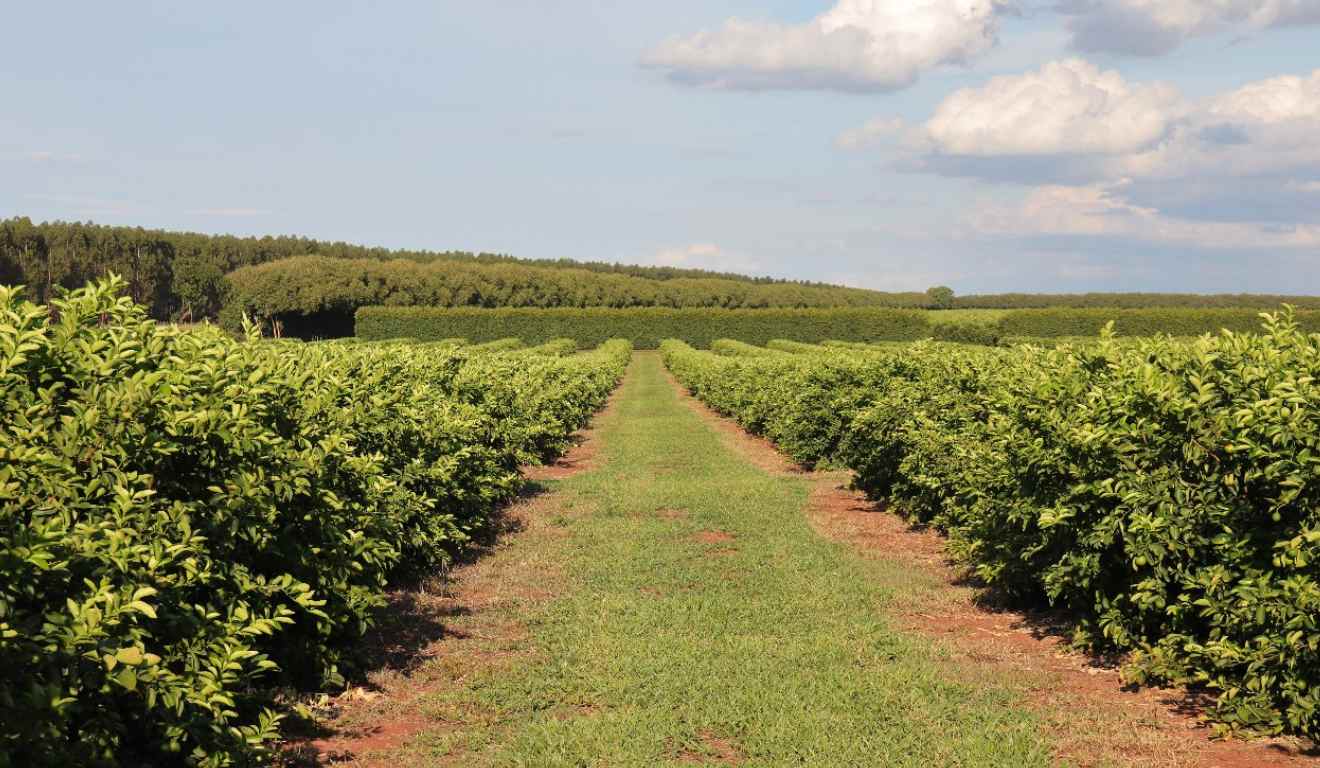 A Secretaria de Meio Ambiente, Desenvolvimento, Ciência, Tecnologia e Inovação (Semadesc) alerta que acaba amanhã (15) o prazo de entrega do Relatório de Vistoria e Monitoramento de Citricultura no Mato Grosso do Sul. Todo os agricultores ligados a produção de citros sul-mato-grossense devem preencher o documento para garantir a manutenção da defesa fitossanitária da cultura