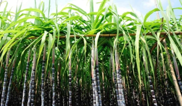 O Ministério da Agricultura e Pecuária (Mapa) publicou na segunda-feira (26) o novo Zoneamento Agrícola de Risco Climático (Zarc) da cana-de-açúcar em sistema de sequeiro. O zoneamento atende à produção de etanol, açúcar e derivados. Trata-se da primeira versão após a revogação do Zoneamento Agroecológico da Cana-de-Açúcar (ZAE Cana), em vigor desde 2019.