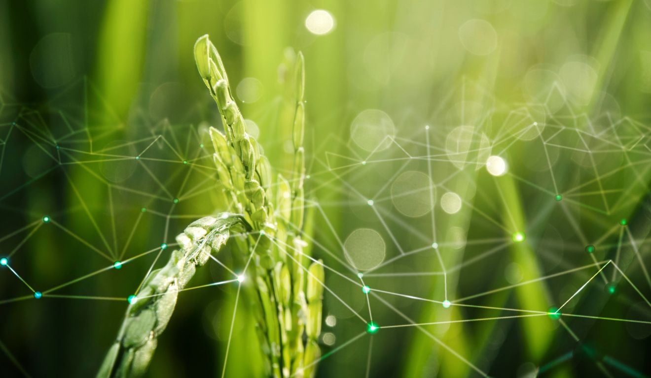 A hora e a vez das agtechs verdes 