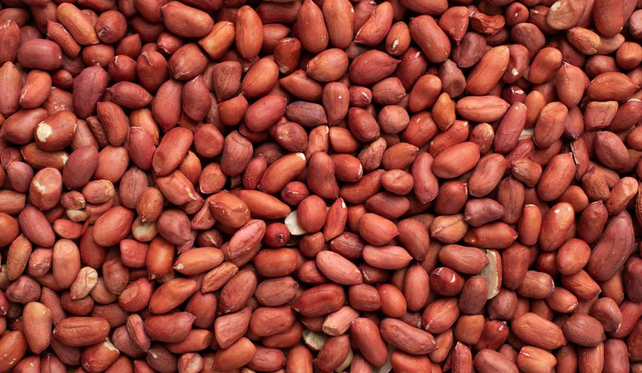 Com foco em estimular a cultura do amendoim e impulsionar a inovação ao longo da cadeia produtiva, o Governo de Mato Grosso do Sul, por meio da Secretaria de Estado de Meio Ambiente, Desenvolvimento, Ciência, Tecnologia e Inovação (Semadesc), participou na sexta-feira (30) da abertura do 3º Amendoglória, em Glória de Dourados (MS). A expectativa aponta crescimento de 6% na área plantada da cultura neste ano. Com foco em estimular a cultura do amendoim e impulsionar a inovação ao longo da cadeia produtiva, o Governo de Mato Grosso do Sul, por meio da Secretaria de Estado de Meio Ambiente, Desenvolvimento, Ciência, Tecnologia e Inovação (Semadesc), participou na sexta-feira (30) da abertura do 3º Amendoglória, em Glória de Dourados (MS). A expectativa aponta crescimento de 6% na área plantada da cultura neste ano.