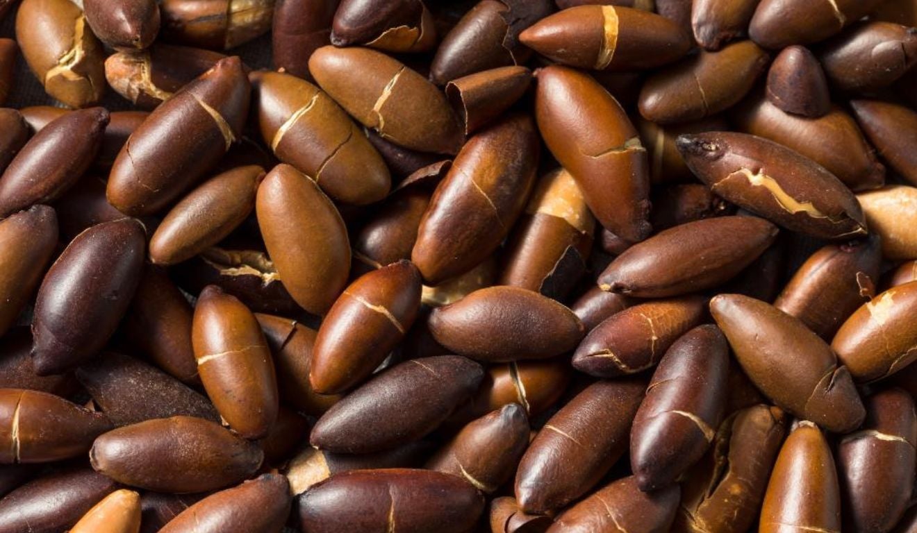 Castanha de baru ganha vitrine internacional na maior feira de orgânicos da Europa