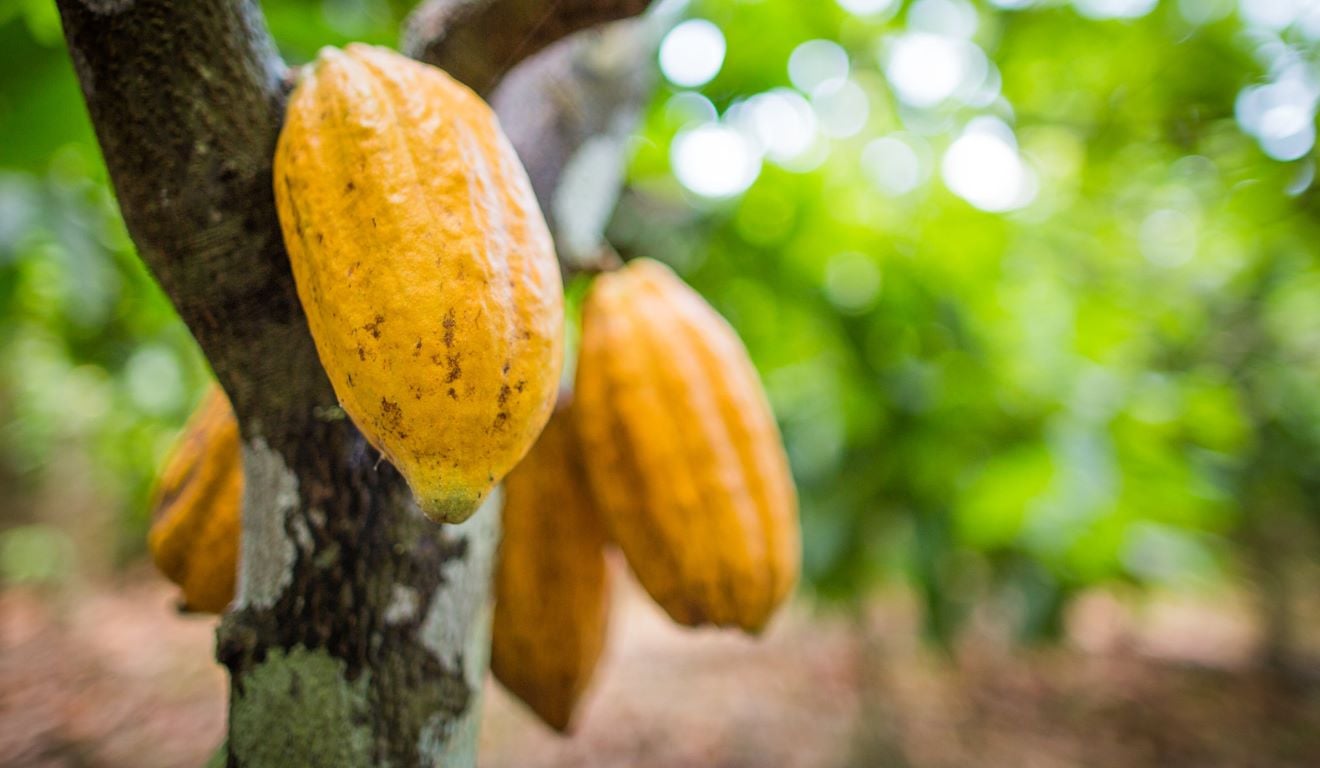 O governo do Acre iniciou na segunda-feira (2) um curso especializado em Sistema de Produção e Classificação de Cacau, voltado à qualificação técnica de profissionais de diversas instituições. A Secretaria de Estado de Agricultura (Seagri) realiza a capacitação em parceria com o Sebrae. O governo do Acre iniciou na segunda-feira (2) um curso especializado em Sistema de Produção e Classificação de Cacau, voltado à qualificação técnica de profissionais de diversas instituições. A Secretaria de Estado de Agricultura (Seagri) realiza a capacitação em parceria com o Sebrae.