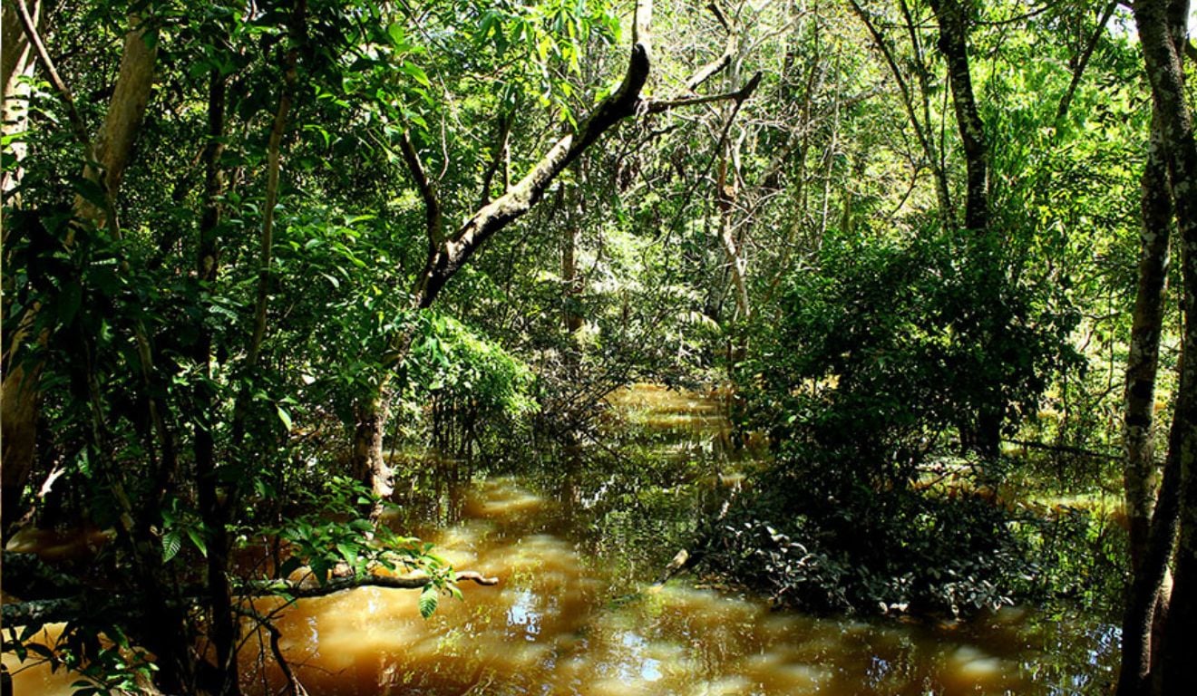 Fungo amazônico apresenta potencial para biocontrole agrícola e novos antibióticos