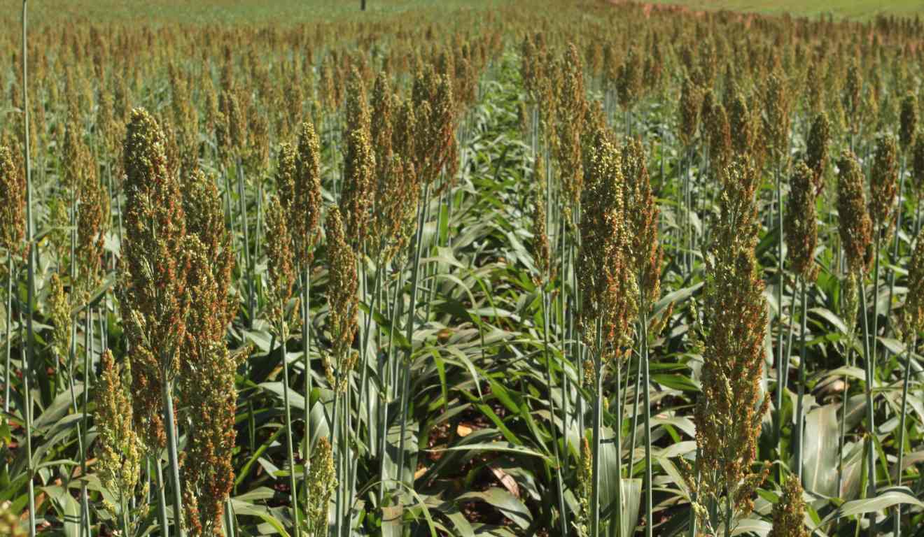 Getap lança Concurso de Produtividade de Sorgo