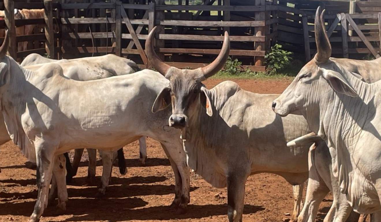 São Paulo lança programa de genética de ponta para Guzerá