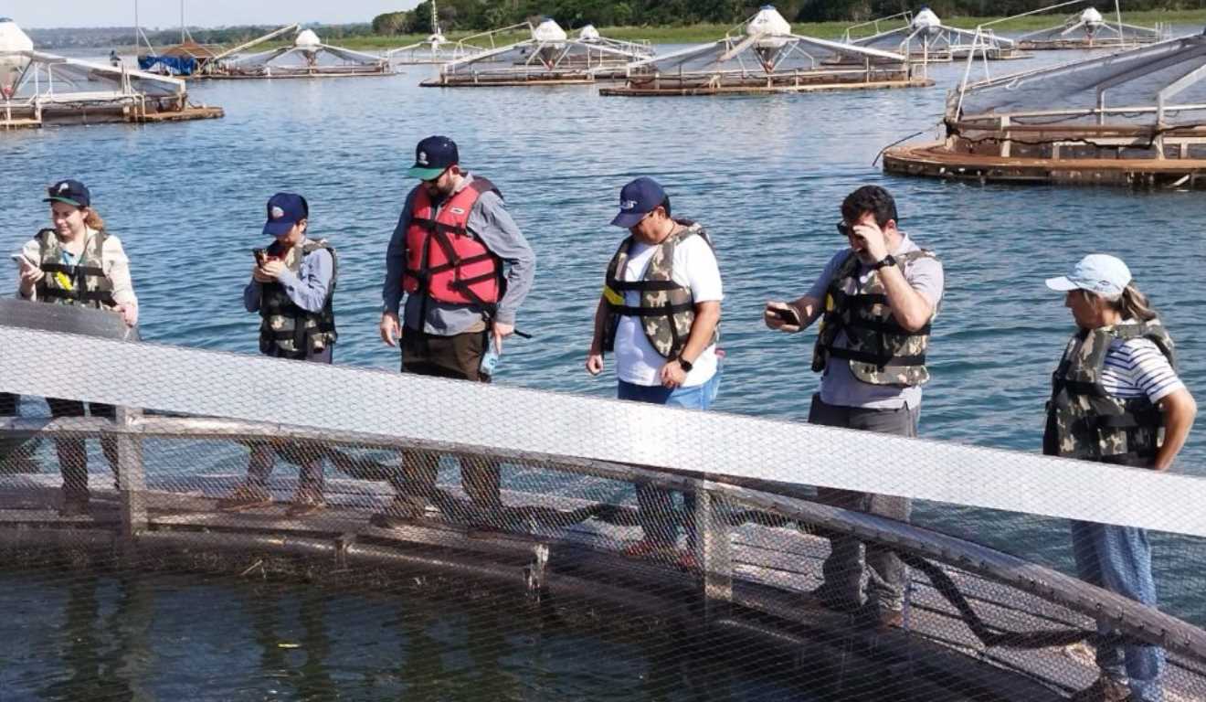 São Paulo pesquisa uso de tanques-rede produção de tilápias