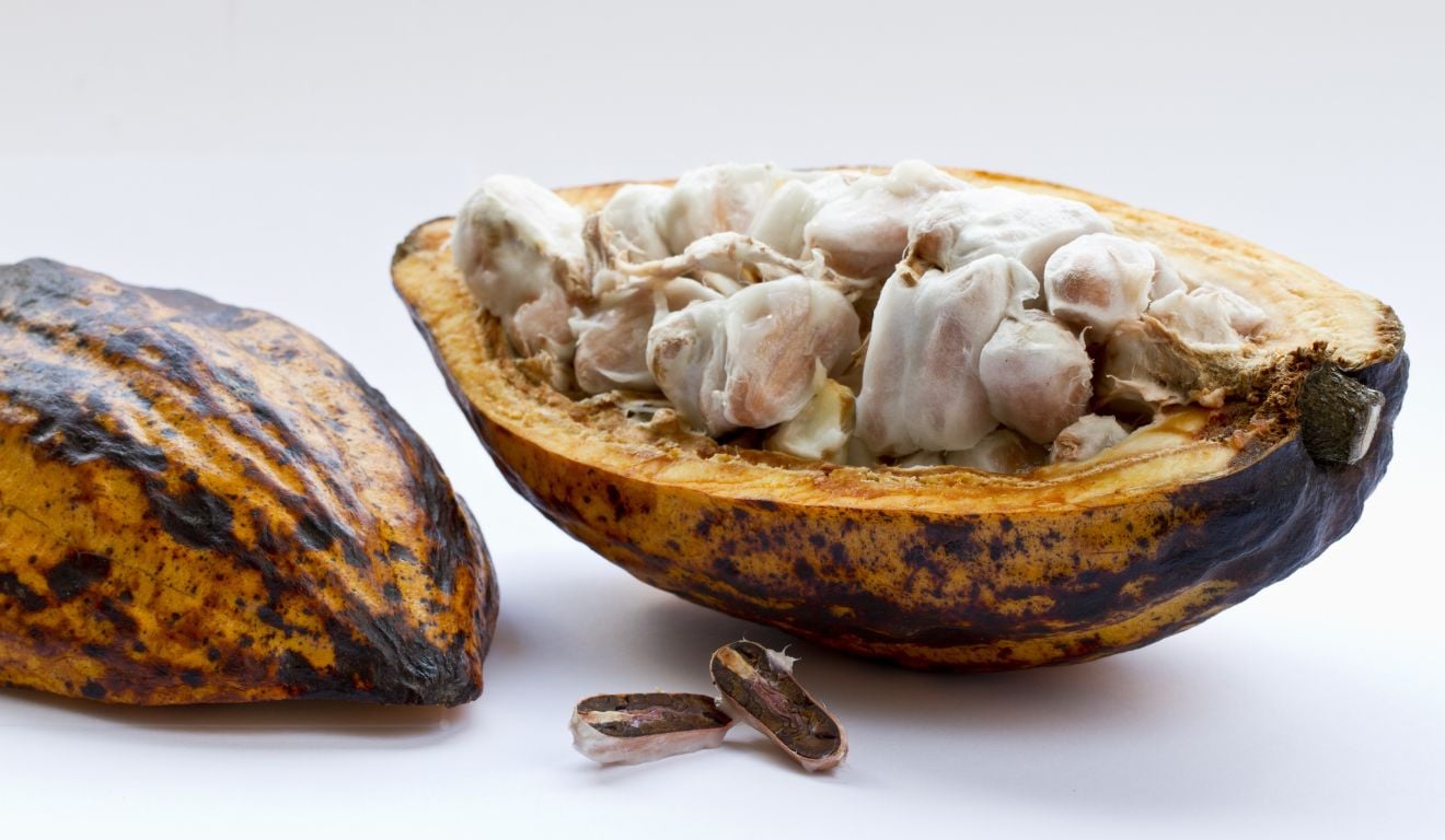 O mercado global de cacau caminha para um novo ciclo de superávit nas próximas safras, após um forte aperto na oferta e preços elevados O mercado global de cacau caminha para um novo ciclo de superávit nas próximas safras, após um forte aperto na oferta e preços elevados