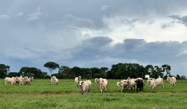 Descubra como o pasto se tornou uma estratégia para reduzir custo arroba e melhorar a gestão do estoque animal para garantir a competitividade