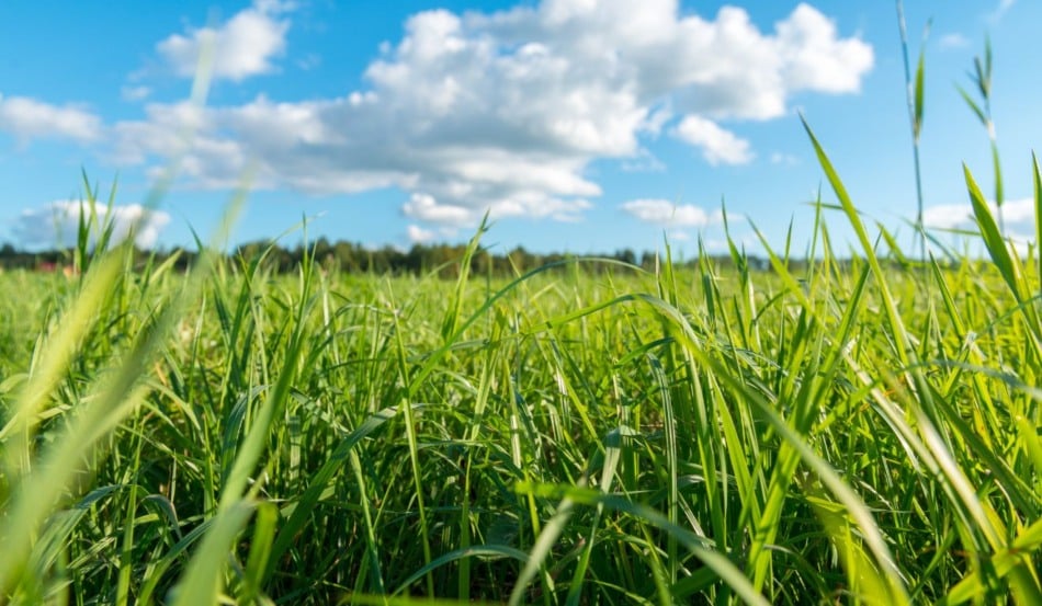 Descubra como a tecnologia pode otimizar o manejo de pastagens e melhorar a produtividade na agricultura e pecuária brasileira