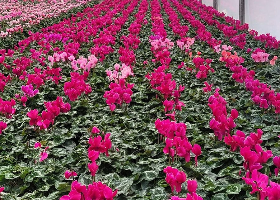 Sequenciamento genômico avança no controle da murcha do ciclame