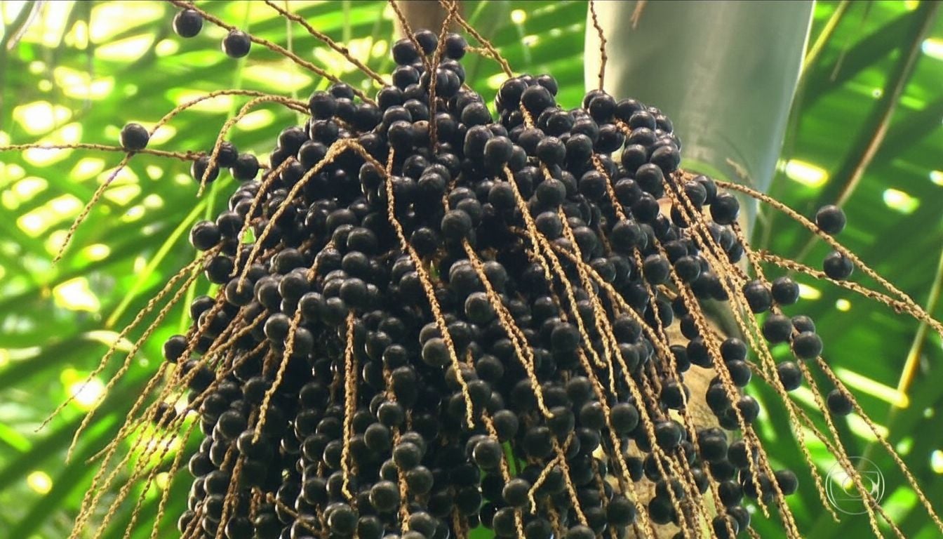 Ouro negro da floresta: como um fruto nativo salva as águas do Cantareira e impulsiona o lucro rural