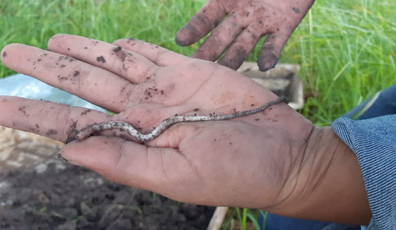 Embrapa descobre duas novas espécies de minhocas em lavouras com sistemas integrados