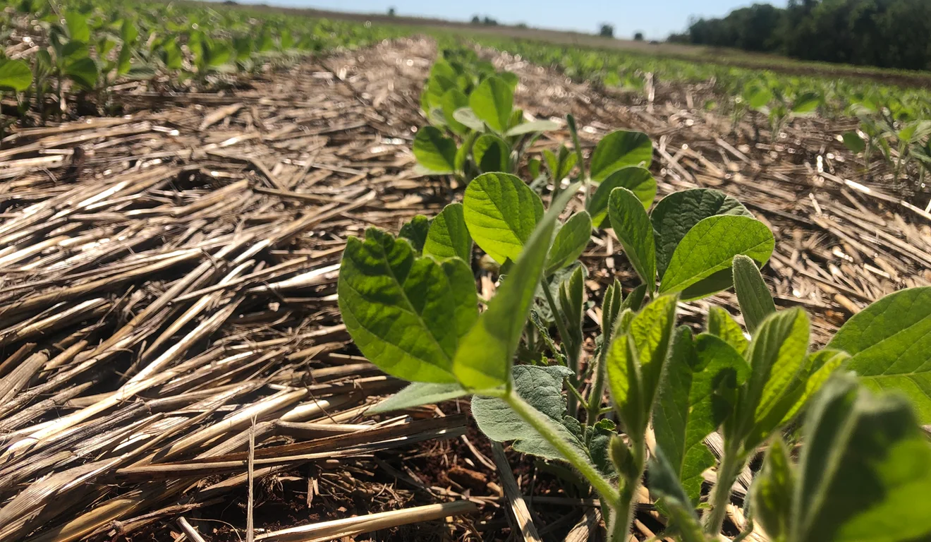 Projeto Regenera Cerrado: Goiás vira laboratório a céu aberto da agricultura regenerativa